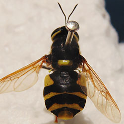 Stratiomys potamida